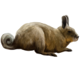 Viscacha - Fell 52